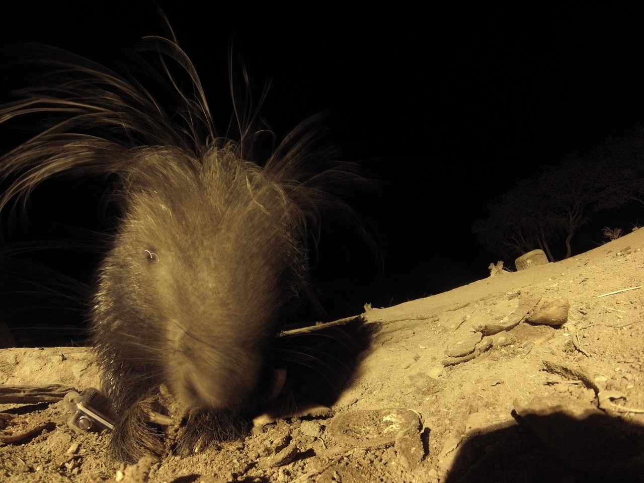 [11886] 2016_06_23_20_07_17_Africa_Hero3-Silver_Edition_IMG__01547.jpg