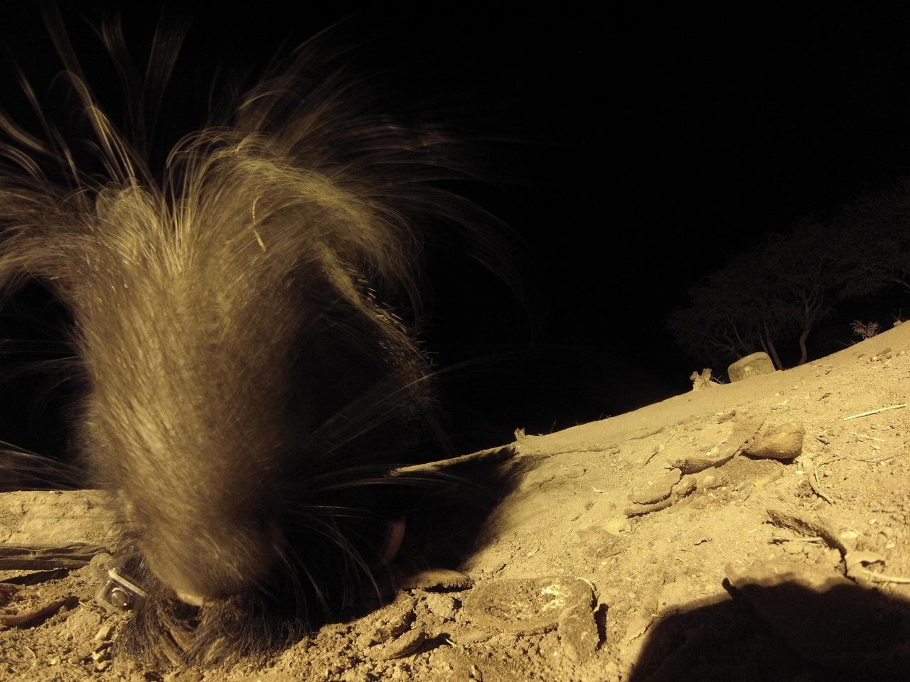 [11910] 2016_06_23_20_07_41_Africa_Hero3-Silver_Edition_IMG__00159.jpg