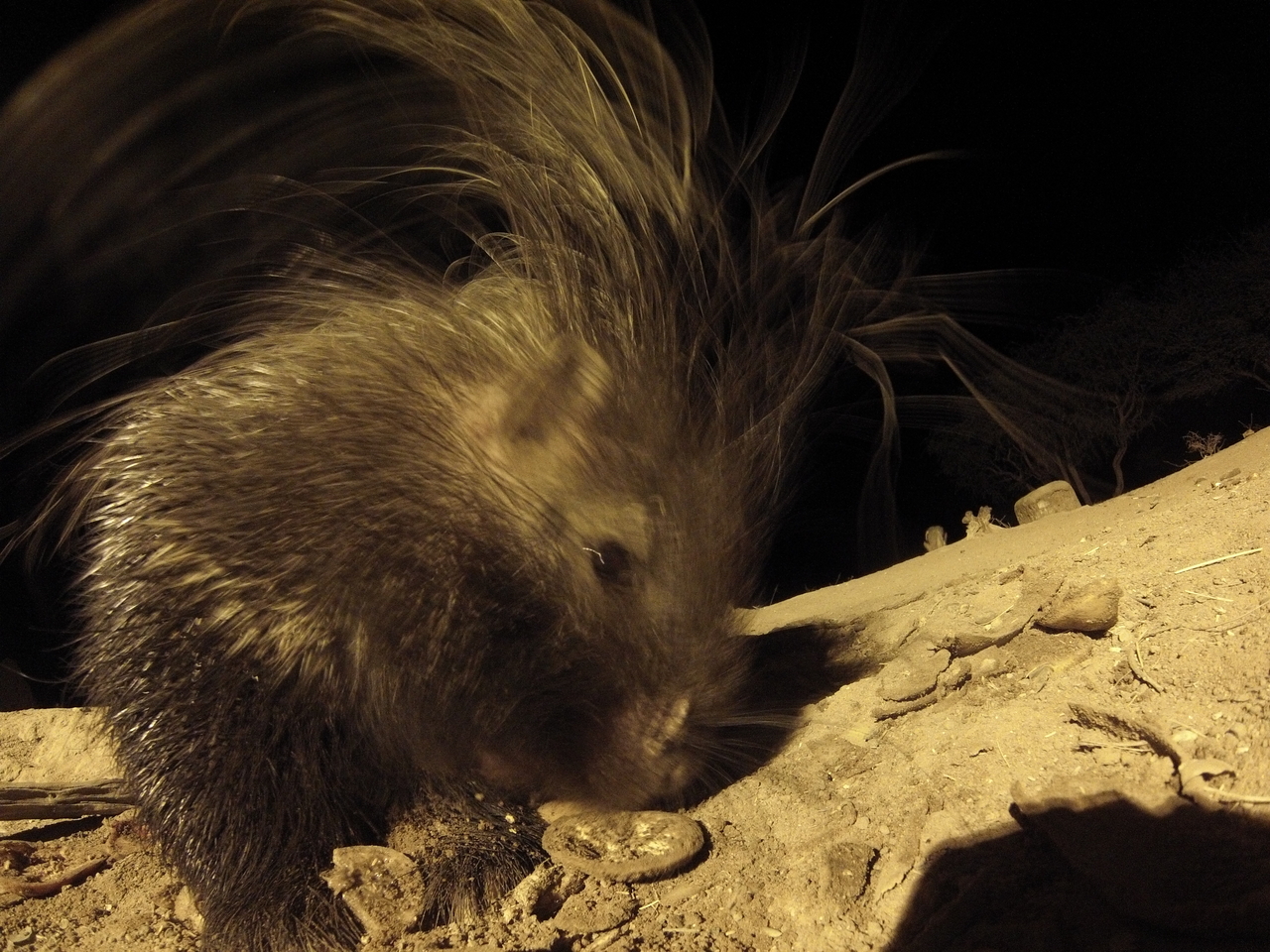 [11961] 2016_06_23_20_08_25_Africa_Hero3-Silver_Edition_IMG__00170.jpg