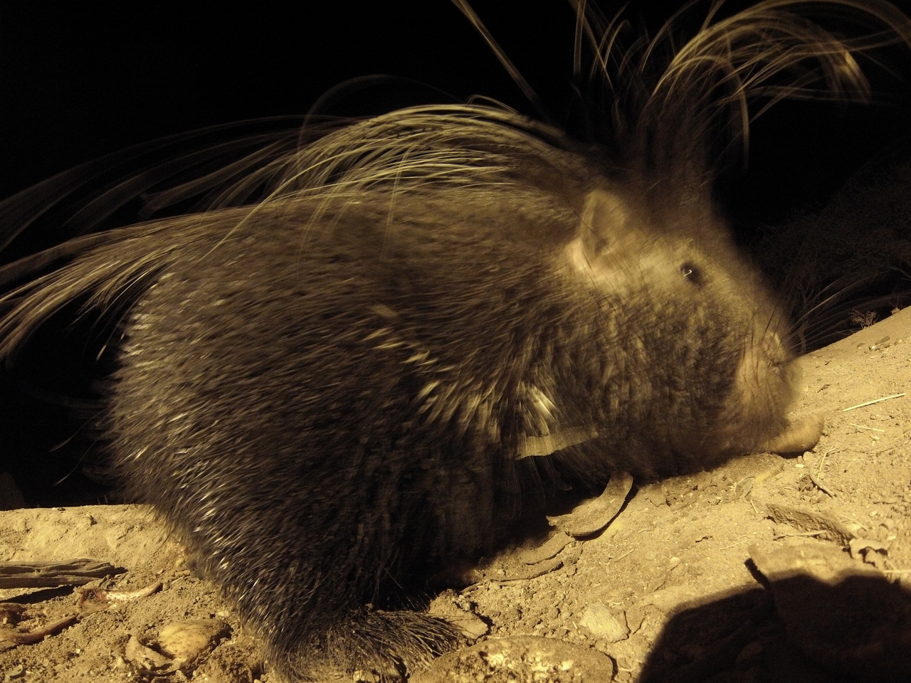 [11989] 2016_06_23_20_08_41_Africa_Hero3-Silver_Edition_IMG_8056_02976.jpg