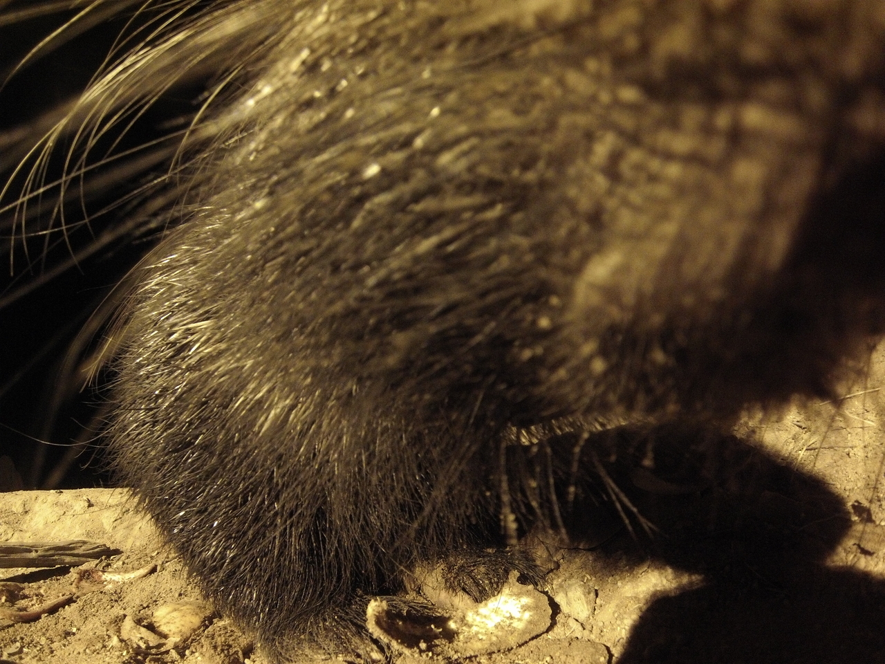 [12003] 2016_06_23_20_08_53_Africa_Hero3-Silver_Edition_IMG__00177.jpg