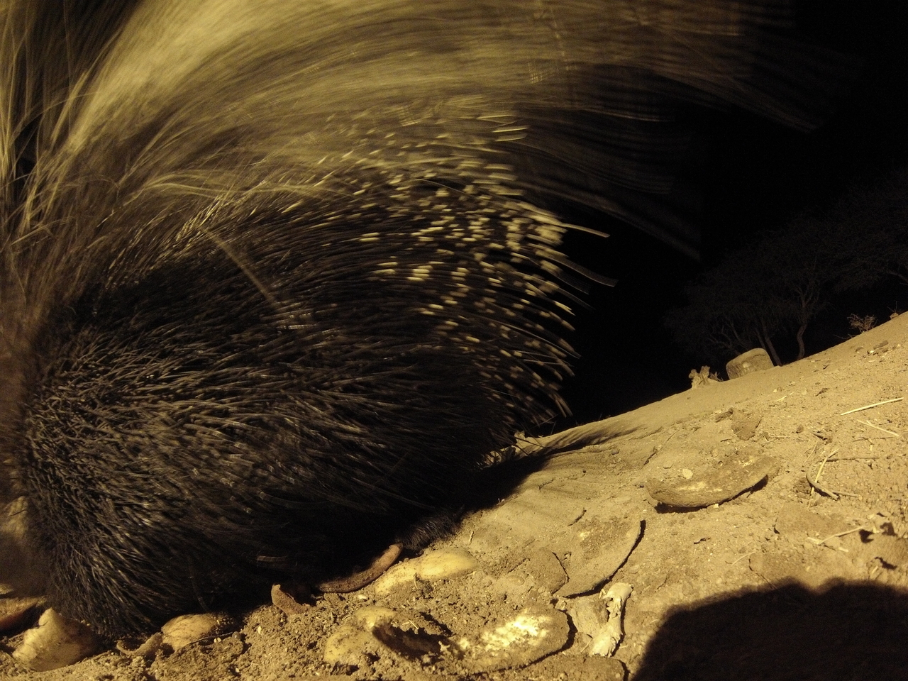 [12023] 2016_06_23_20_09_08_Africa_Hero3-Silver_Edition_IMG__01575.jpg