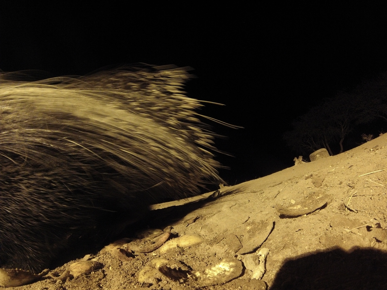 [12045] 2016_06_23_20_09_28_Africa_Hero3-Silver_Edition_IMG__01132.jpg