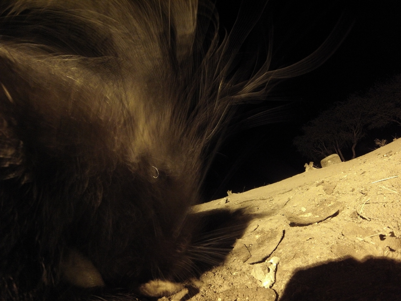 [12092] 2016_06_23_20_10_09_Africa_Hero3-Silver_Edition_IMG__01590.jpg