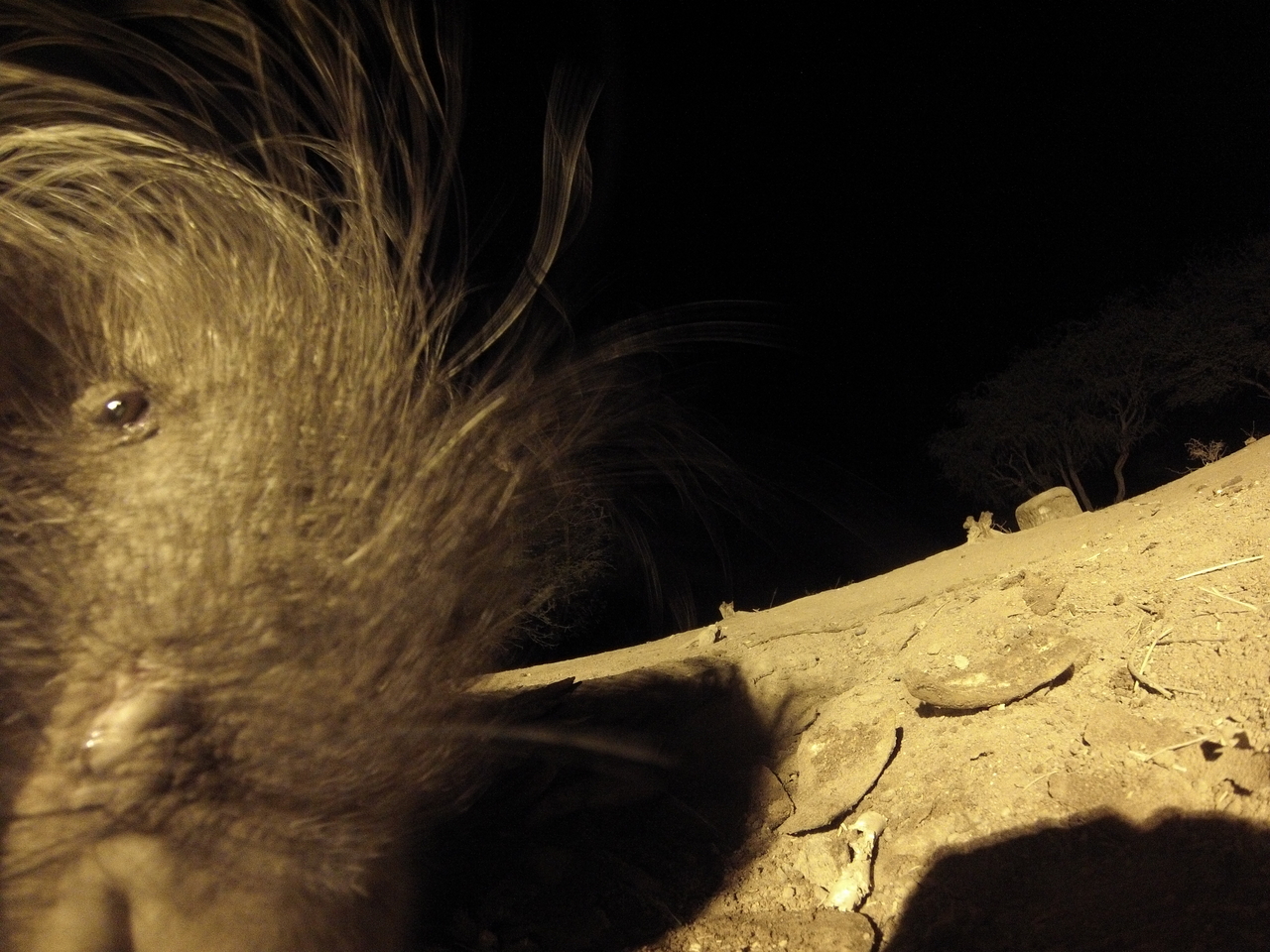 [12103] 2016_06_23_20_10_21_Africa_Hero3-Silver_Edition_IMG__00199.jpg