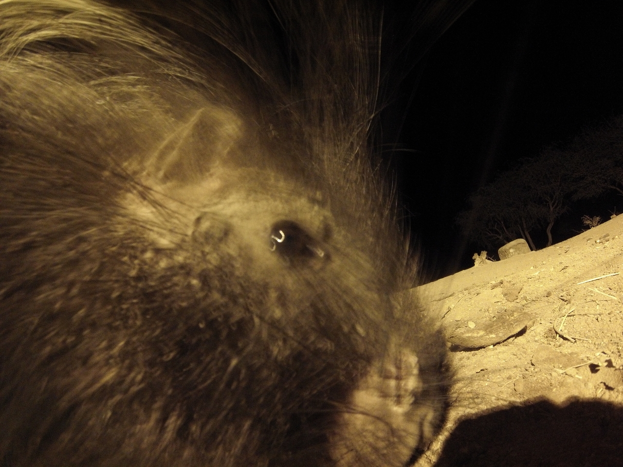 [12110] 2016_06_23_20_10_25_Africa_Hero3-Silver_Edition_IMG__01594.jpg