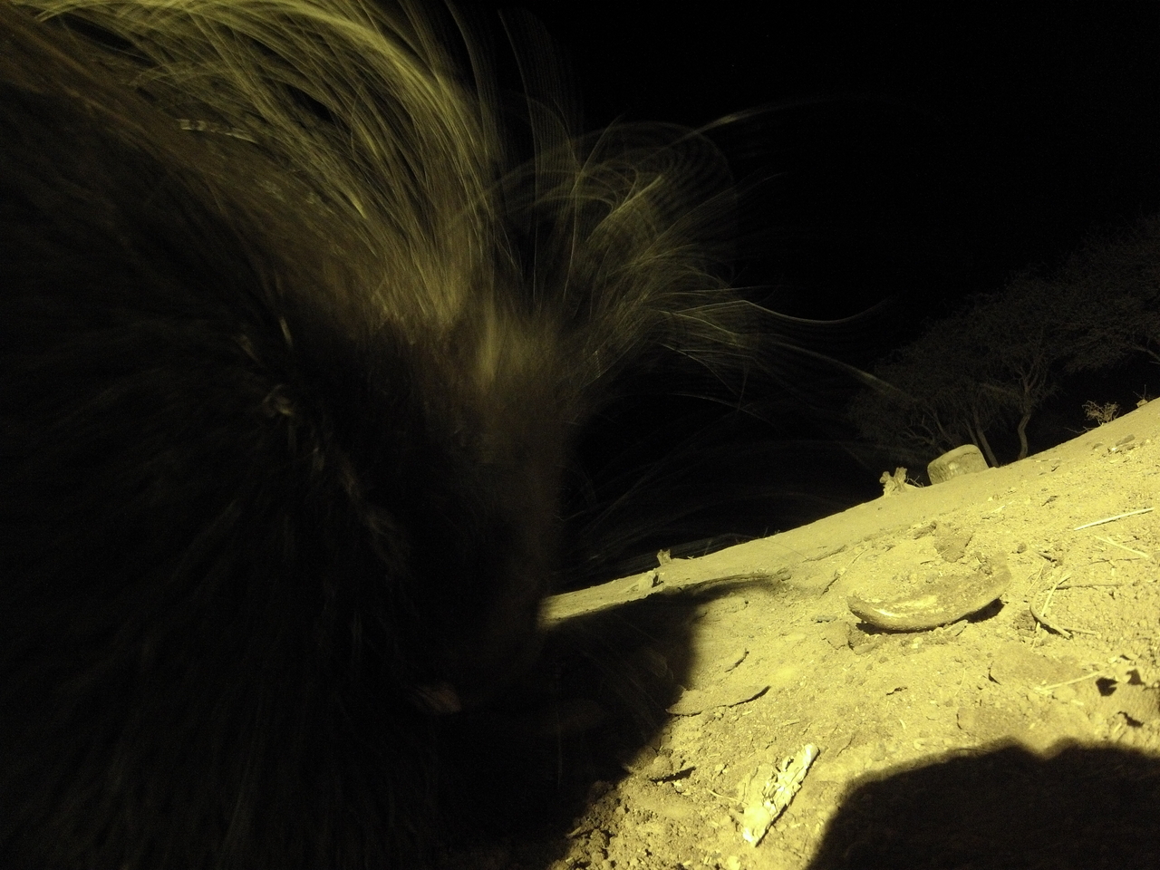 [12161] 2016_06_23_20_11_09_Africa_Hero3-Silver_Edition_IMG__01605.jpg