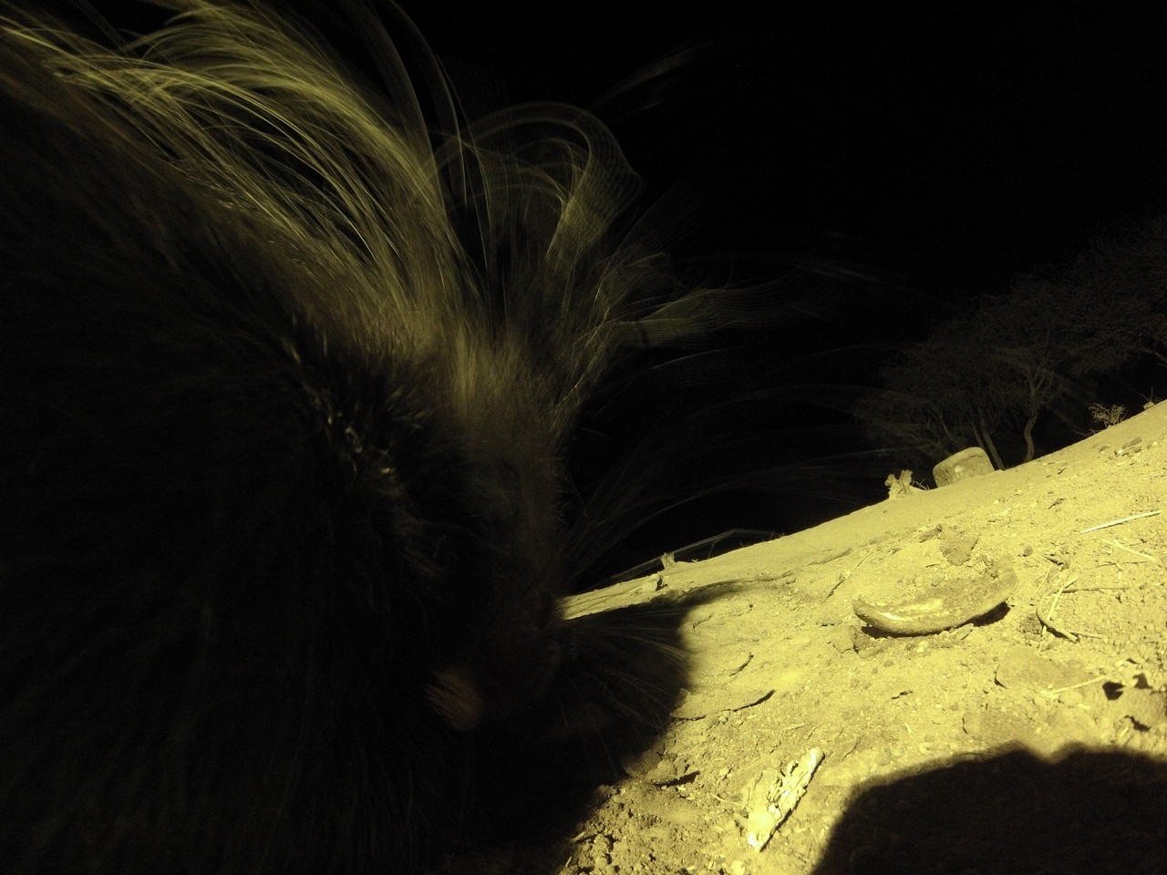 [12166] 2016_06_23_20_11_13_Africa_Hero3-Silver_Edition_IMG__01606.jpg