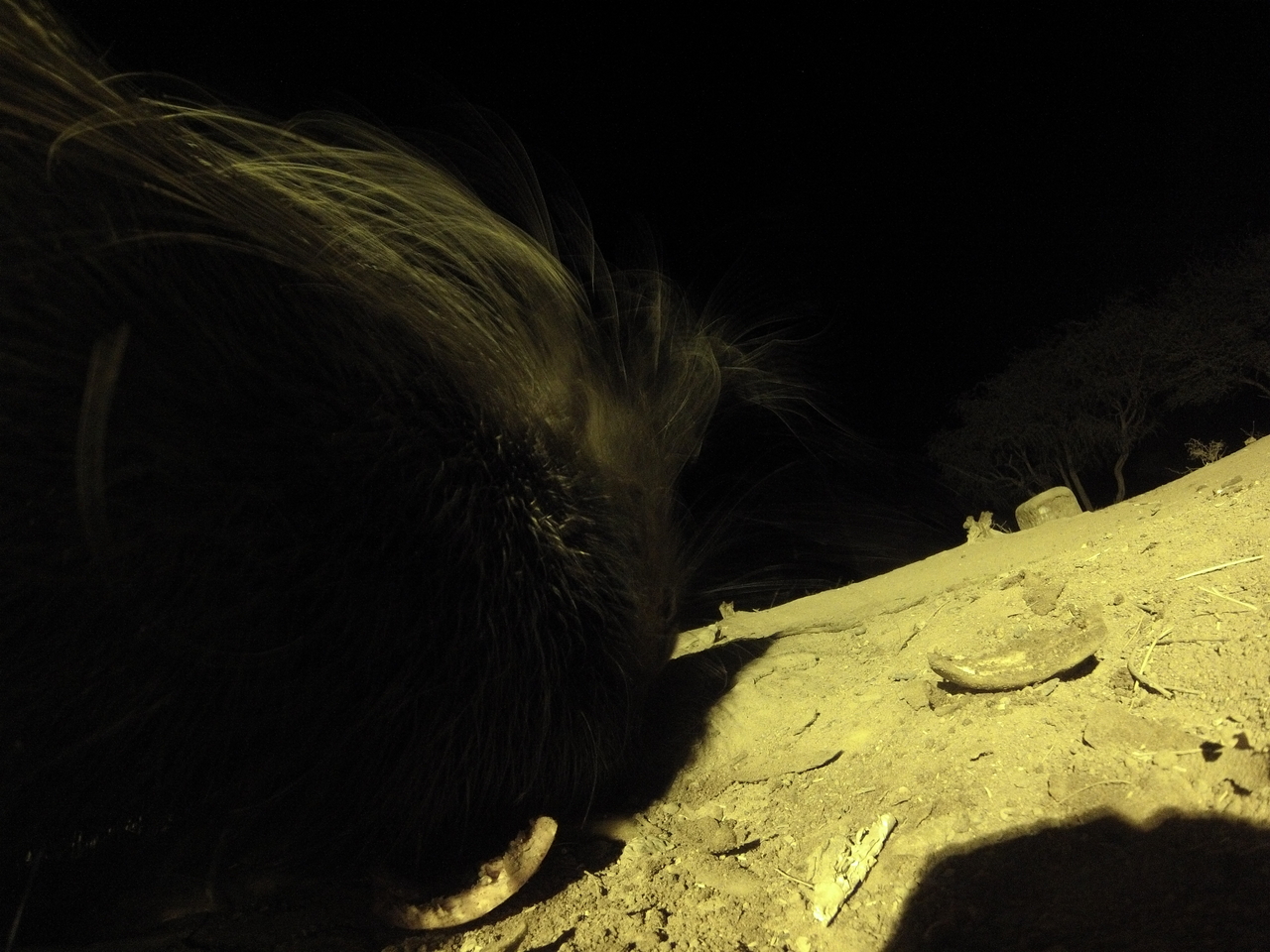 [12184] 2016_06_23_20_11_29_Africa_Hero3-Silver_Edition_IMG__01610.jpg