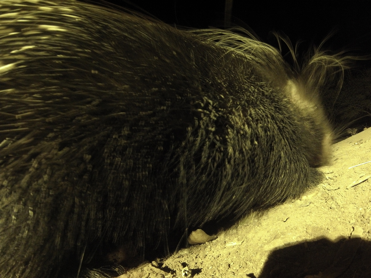 [12210] 2016_06_23_20_11_53_Africa_Hero3-Silver_Edition_IMG__00222.jpg