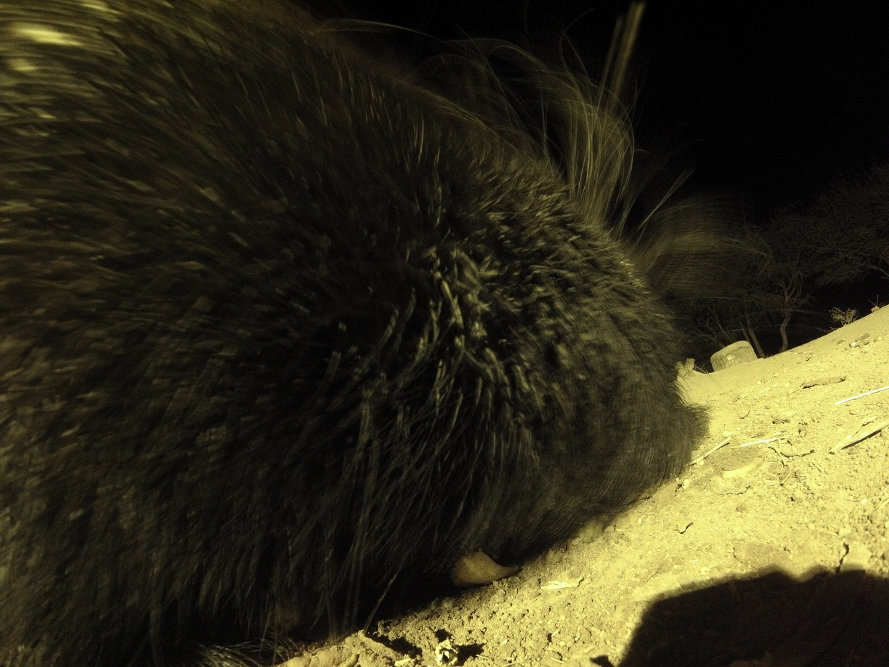 [12216] 2016_06_23_20_11_57_Africa_Hero3-Silver_Edition_IMG__01169.jpg