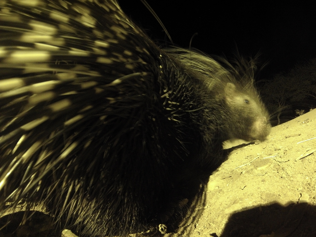 [12233] 2016_06_23_20_12_13_Africa_Hero3-Silver_Edition_IMG__00227.jpg