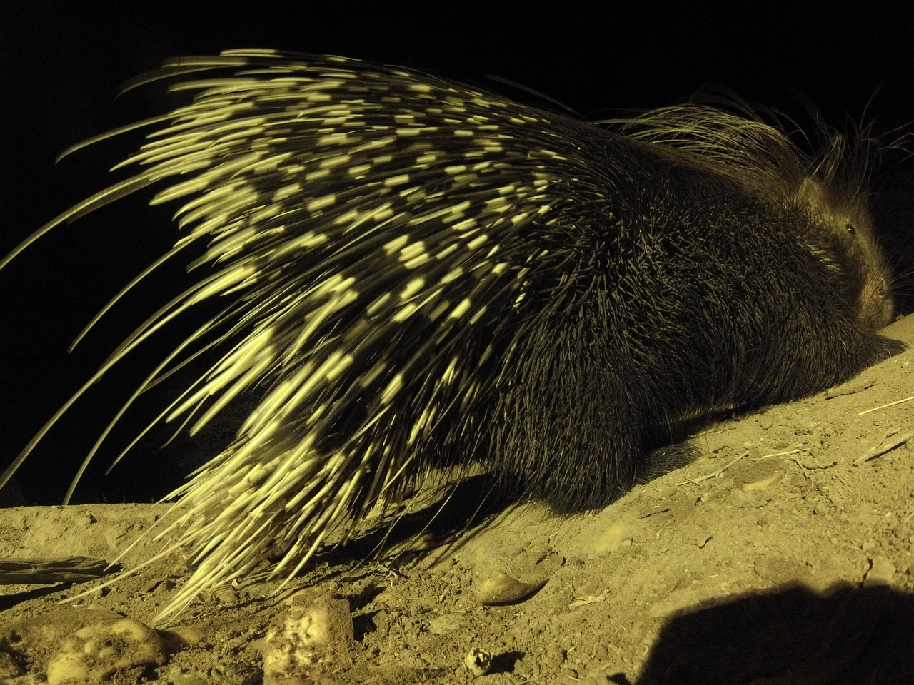 [12240] 2016_06_23_20_12_16_Africa_Hero3-Silver_Edition_IMG_8050_02970.jpg