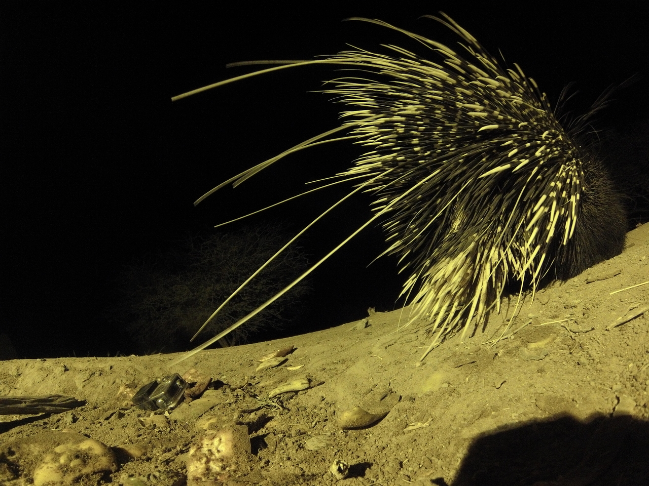 [12265] 2016_06_23_20_12_36_Africa_Hero3-Silver_Edition_IMG__01179.jpg