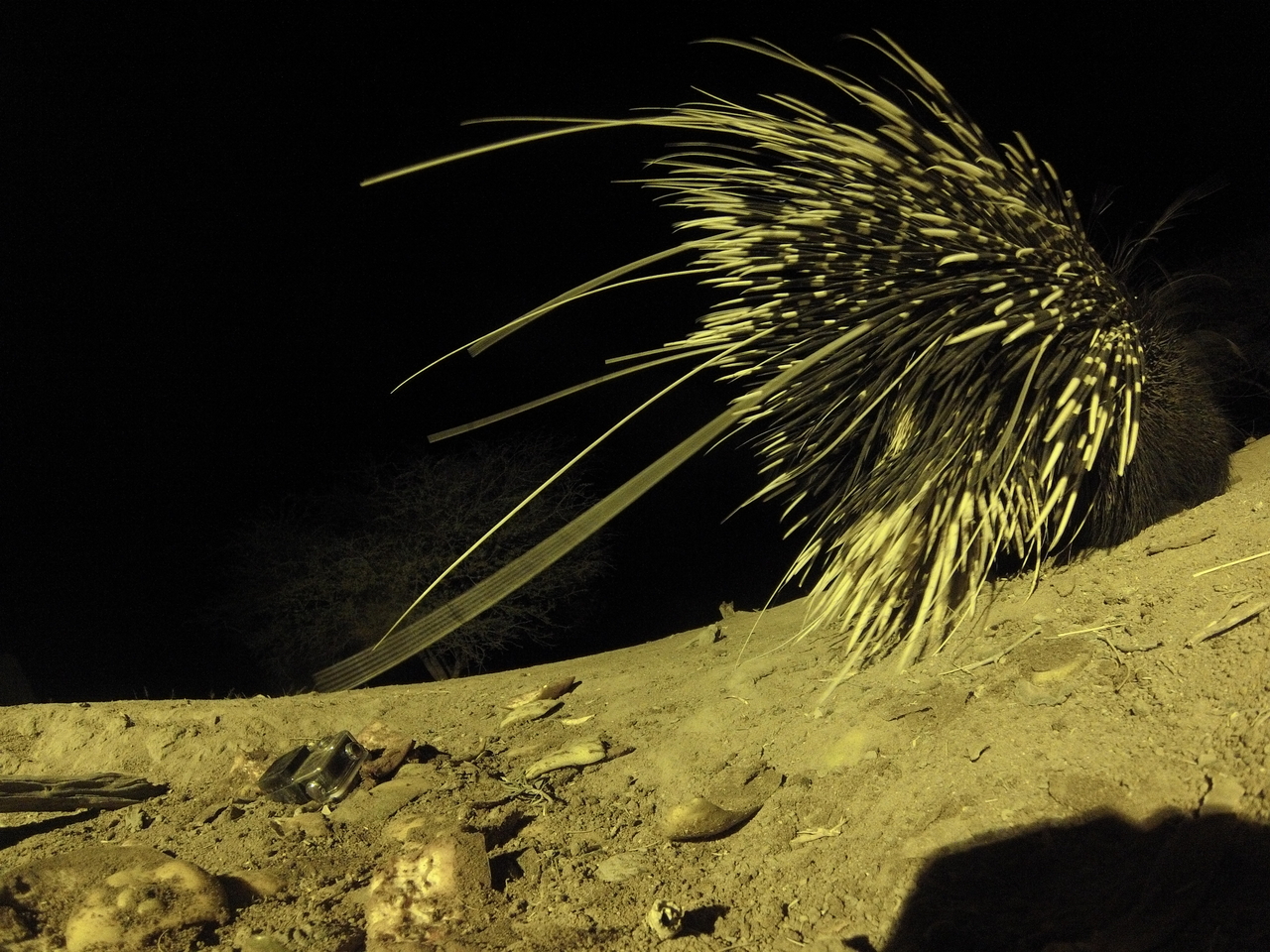 [12297] 2016_06_23_20_13_04_Africa_Hero3-Silver_Edition_IMG_8051_02971.jpg