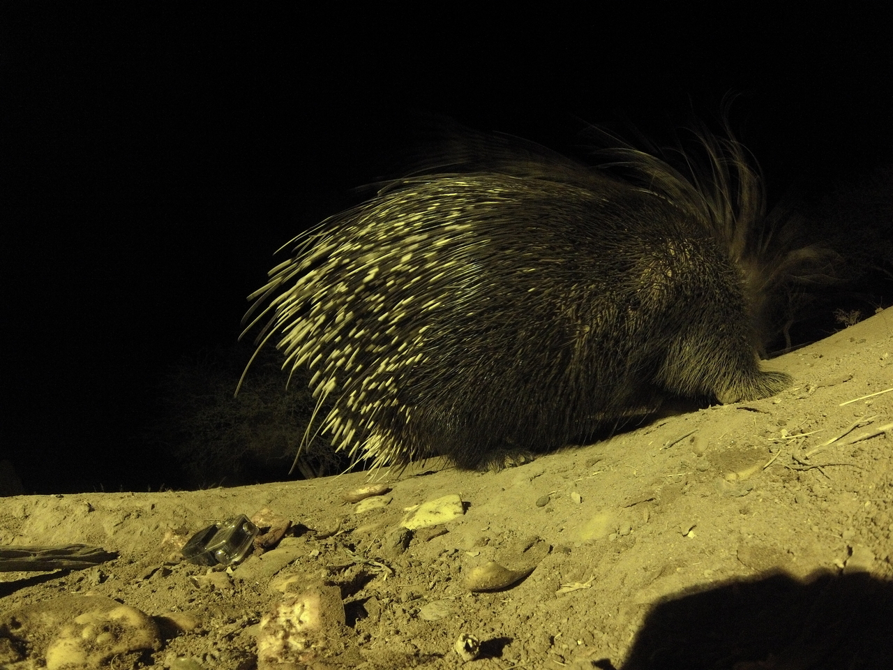 [12403] 2016_06_23_20_14_26_Africa_Hero3-Silver_Edition_IMG__01656.jpg