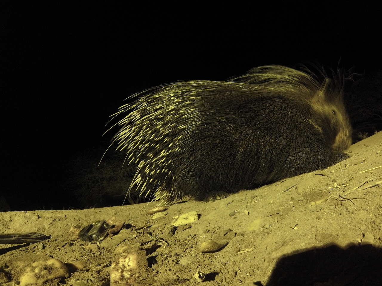 [12409] 2016_06_23_20_14_34_Africa_Hero3-Silver_Edition_IMG__00264.jpg