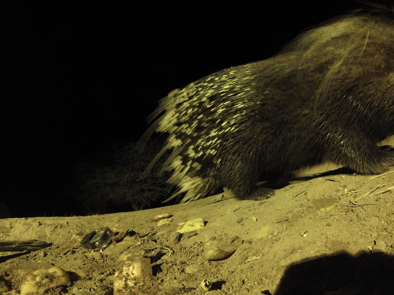 [12424] 2016_06_23_20_14_46_Africa_Hero3-Silver_Edition_IMG__00267.jpg