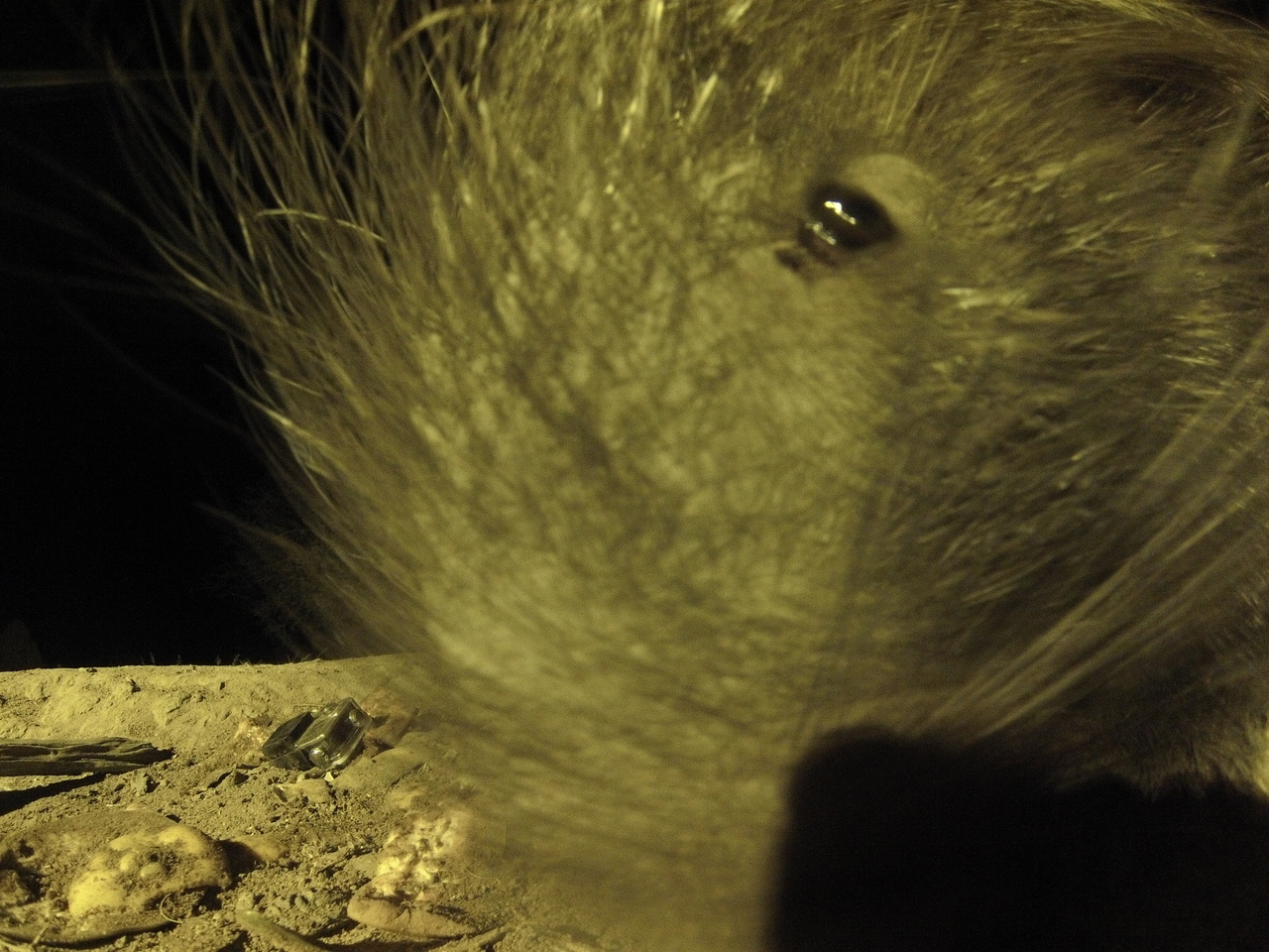 [12455] 2016_06_23_20_15_12_Africa_Hero3-Silver_Edition_IMG__00274.jpg