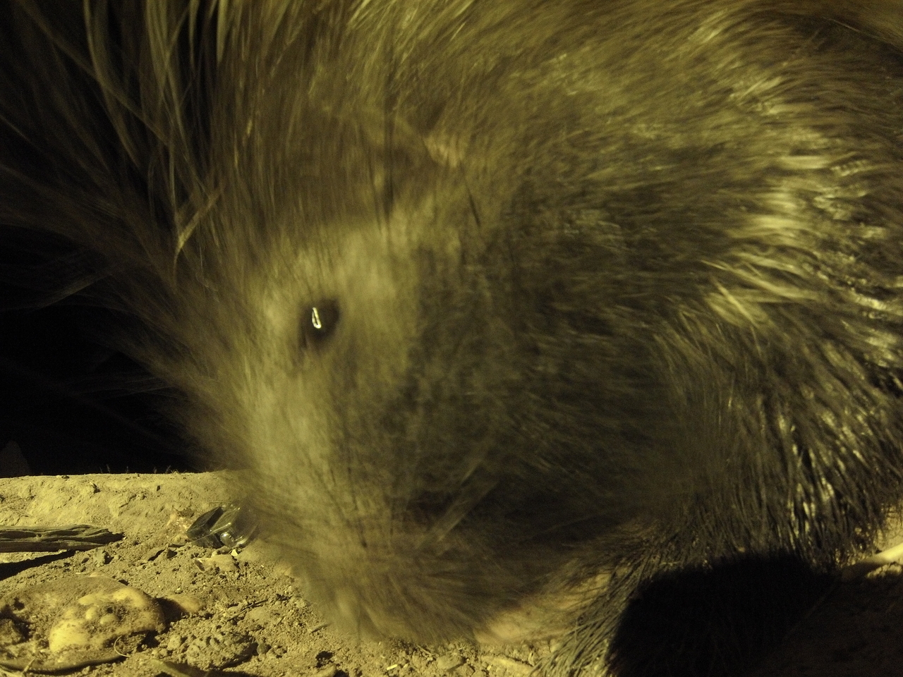 [12467] 2016_06_23_20_15_21_Africa_Hero3-Silver_Edition_IMG__01670.jpg