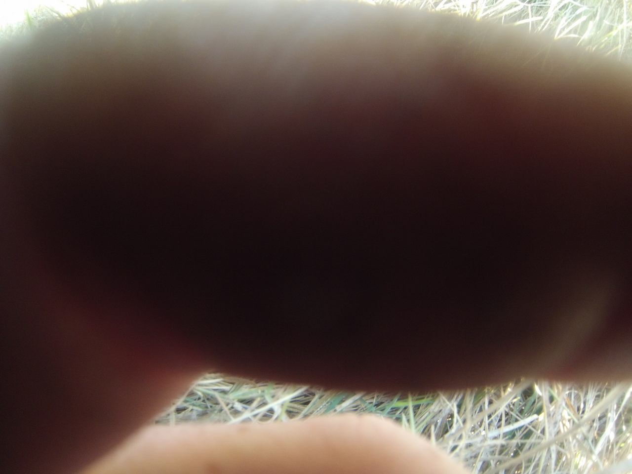 [25369] 2016_06_30_15_00_39_Africa_Hero3-Silver_Edition_IMG__00552.jpg