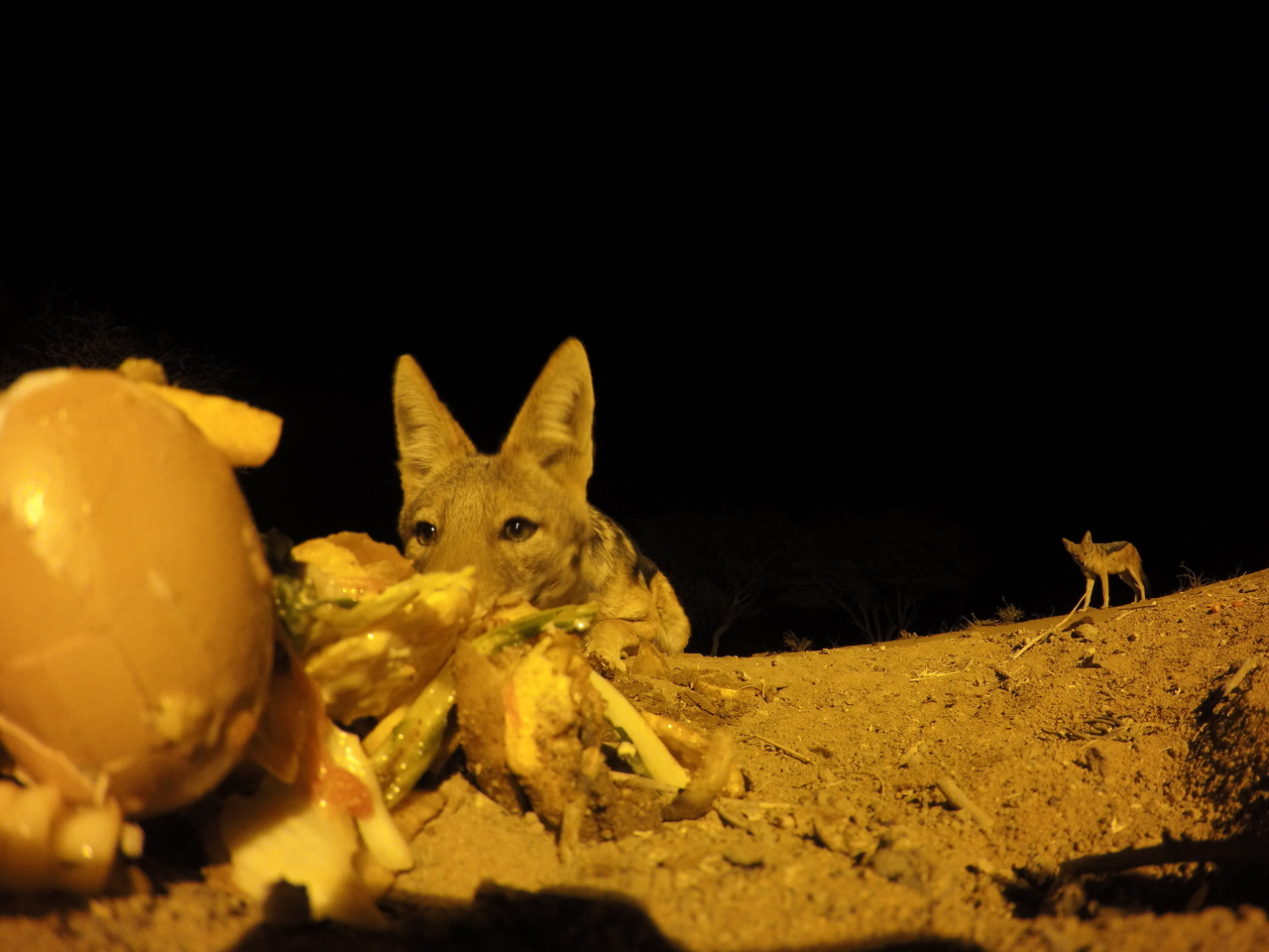 [10209] 2016_06_23_19_01_41_Africa_HERO4_Silver_IMG__00031.jpg