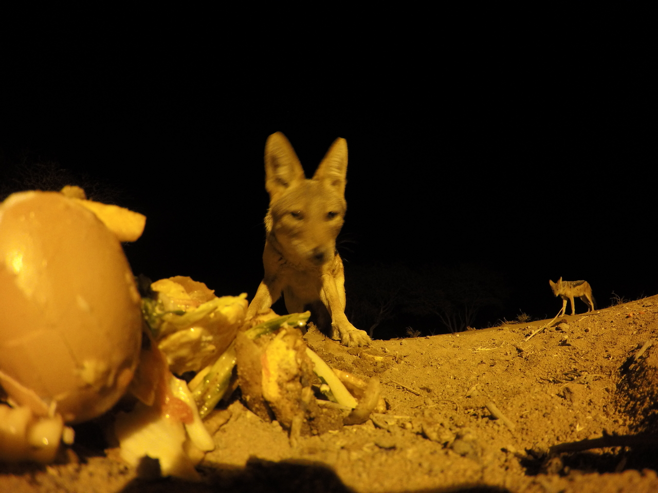 [10213] 2016_06_23_19_01_46_Africa_HERO4_Silver_IMG__00032.jpg