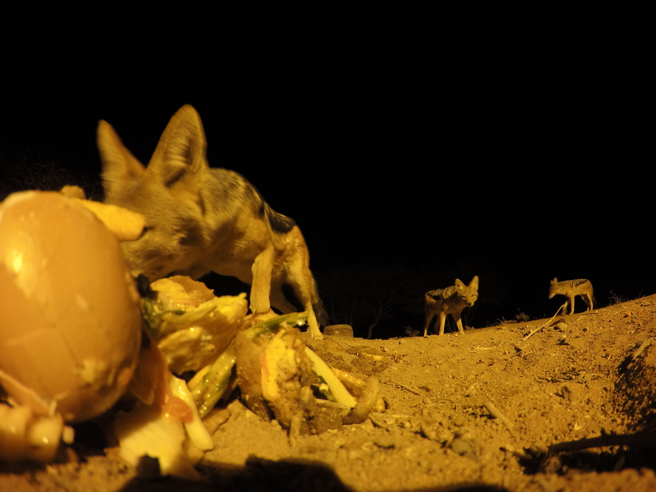 [10234] 2016_06_23_19_02_01_Africa_HERO4_Silver_IMG__00035.jpg