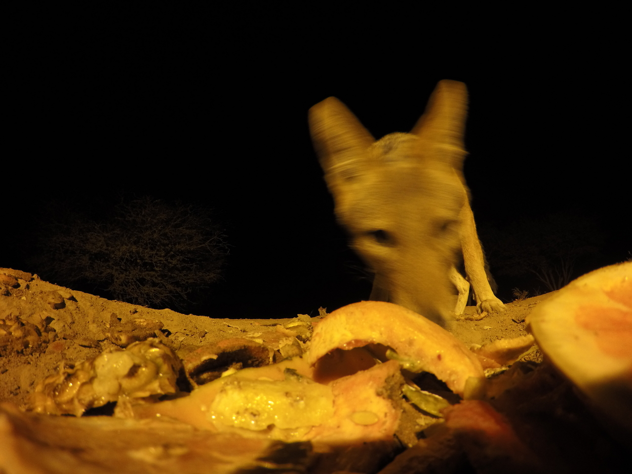 [10526] 2016_06_23_19_06_47_Africa_HERO4_Silver_IMG__00092.jpg