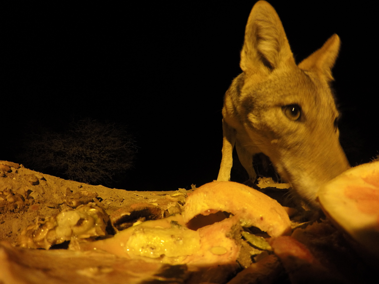 [10535] 2016_06_23_19_06_56_Africa_HERO4_Silver_IMG__03949.jpg