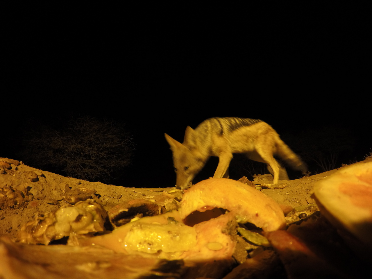 [10571] 2016_06_23_19_07_37_Africa_HERO4_Silver_IMG__03957.jpg