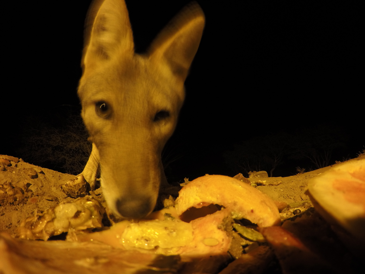 [10580] 2016_06_23_19_07_47_Africa_HERO4_Silver_IMG__00104.jpg