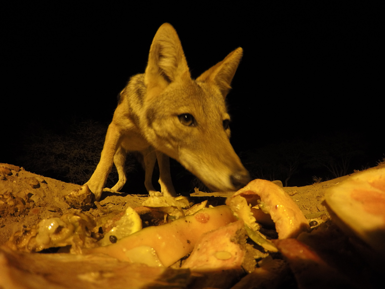 [10584] 2016_06_23_19_07_51_Africa_HERO4_Silver_IMG__00105.jpg