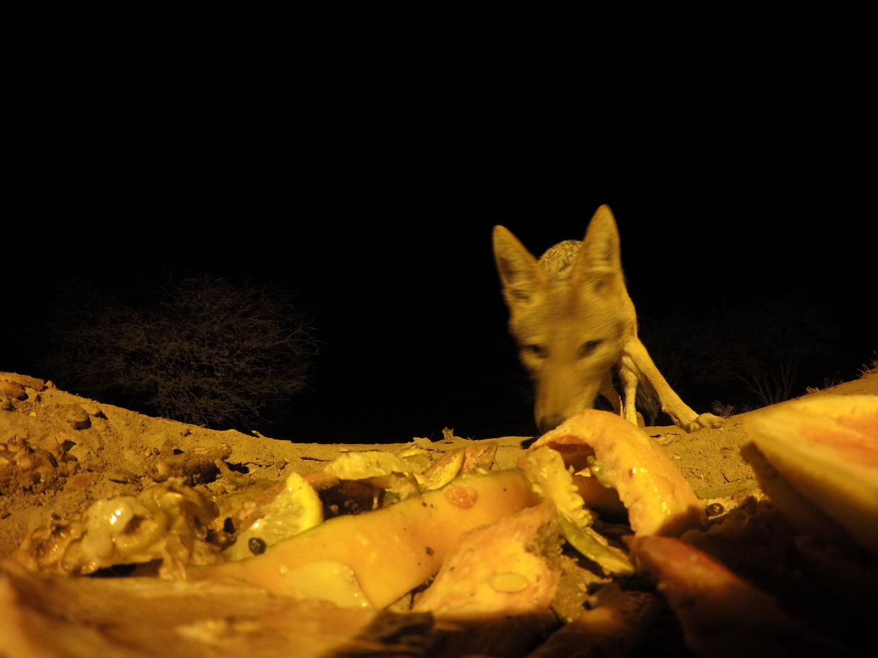 [10616] 2016_06_23_19_08_26_Africa_HERO4_Silver_IMG__00112.jpg