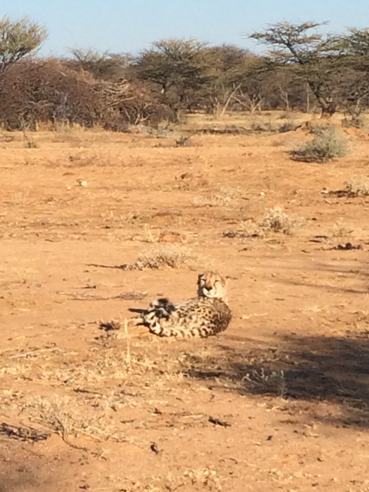 [908] 2016_06_22_02_48_45_Africa_iPhone_5s_IMG__05761.jpg