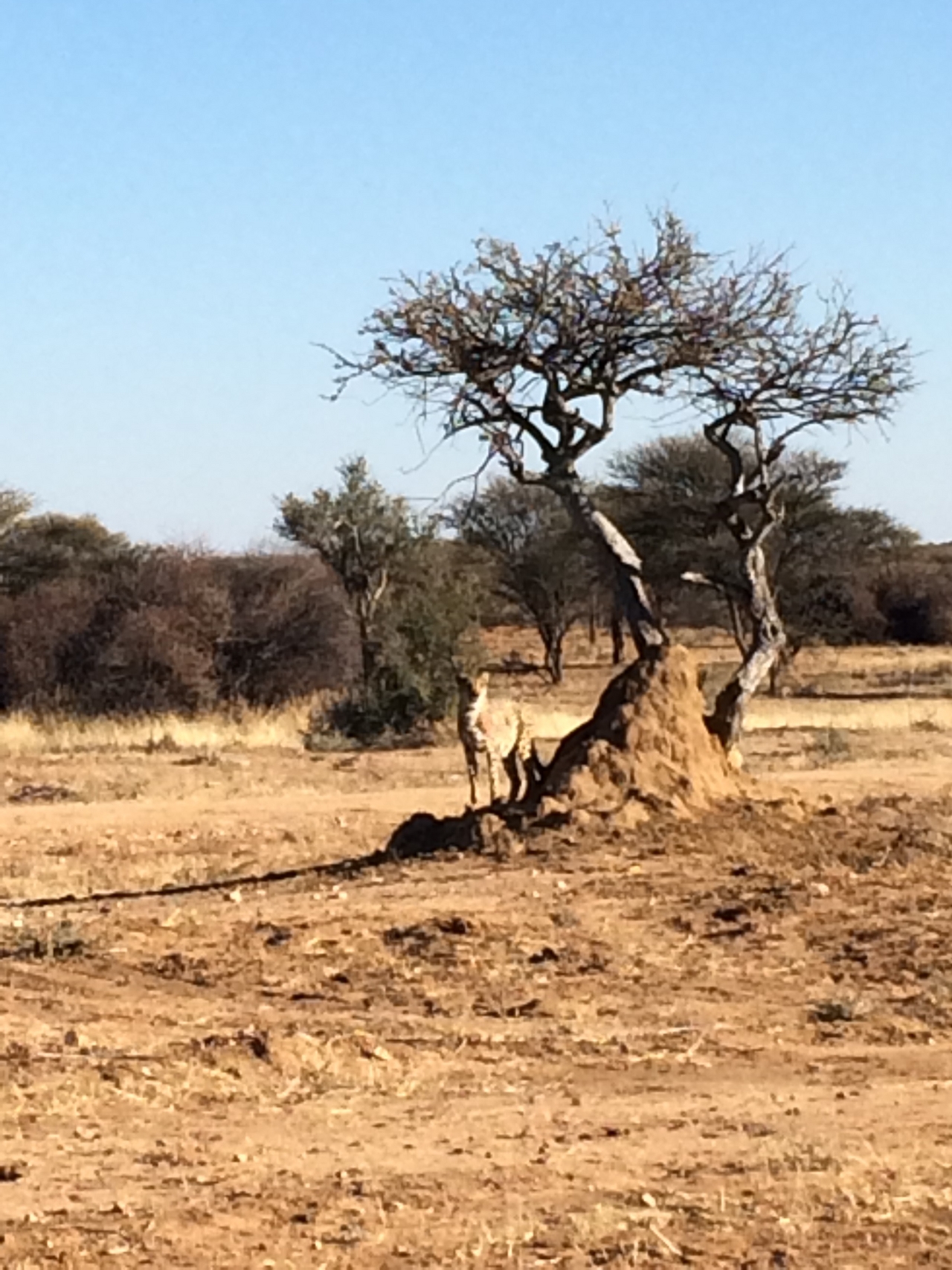 [1191] 2016_06_22_02_55_55_Africa_iPhone_5s_IMG__00153.jpg