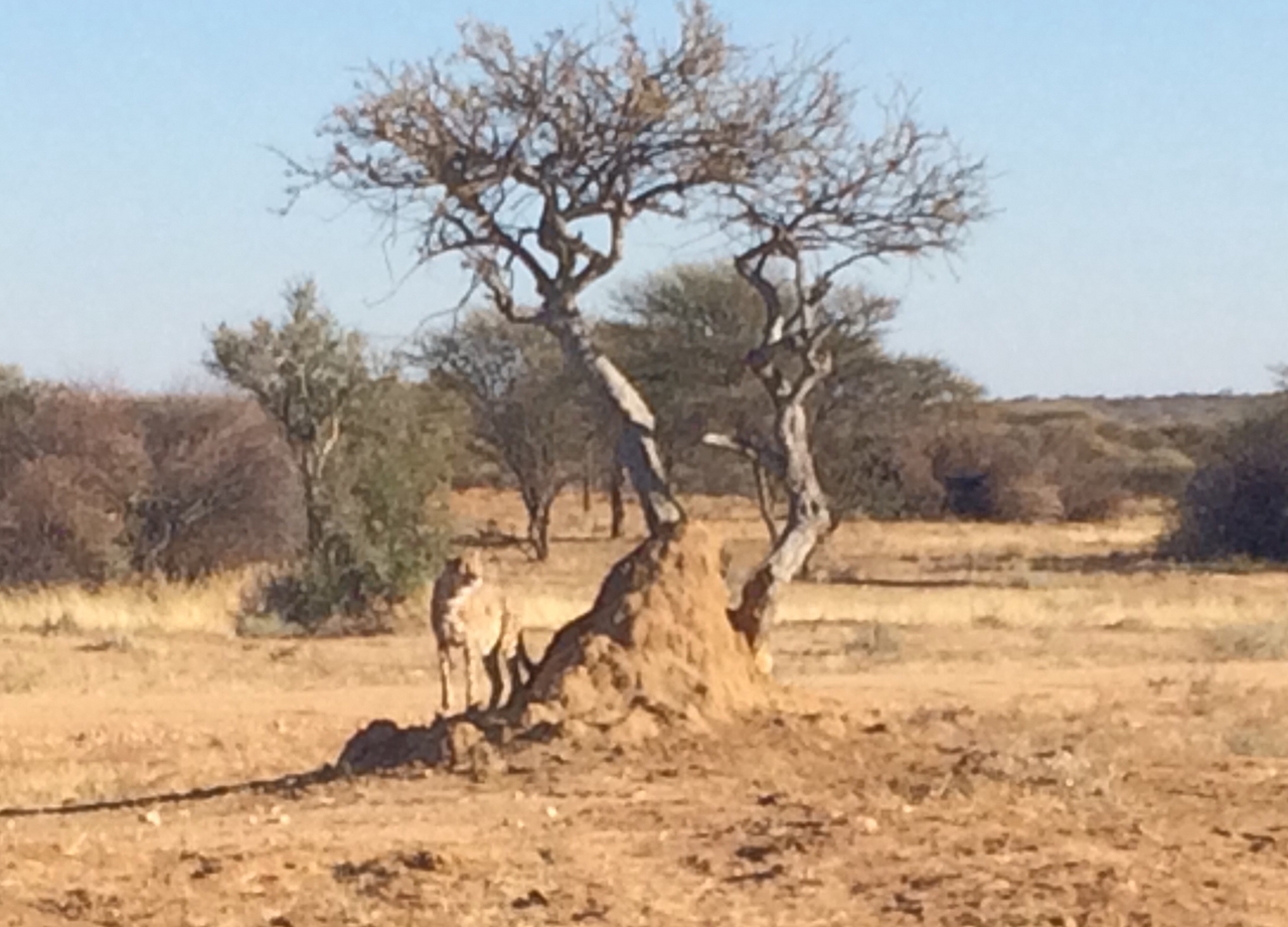 [1199] 2016_06_22_02_56_05_Africa_iPhone_5s_IMG__00155.jpg