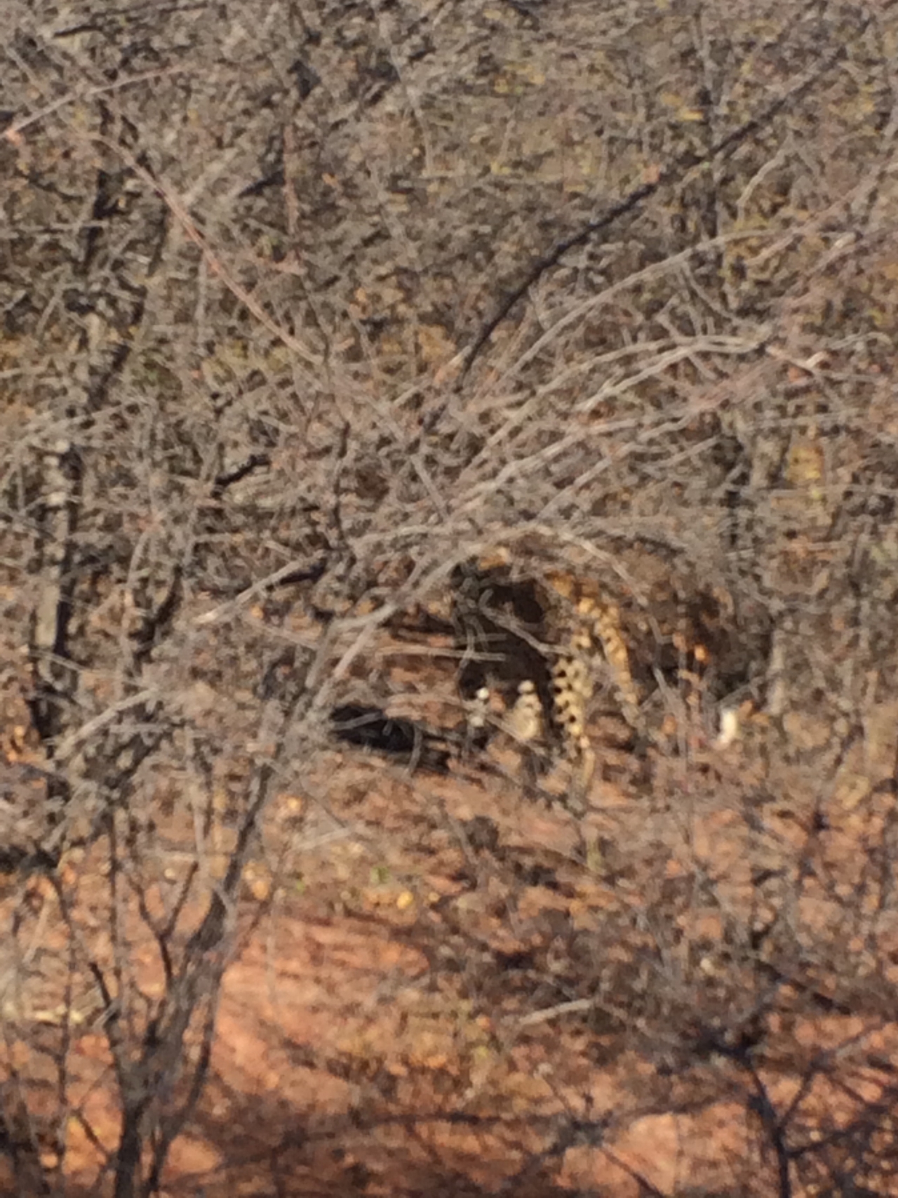 [2129] 2016_06_22_04_07_59_Africa_iPhone_5s_IMG__00169.jpg