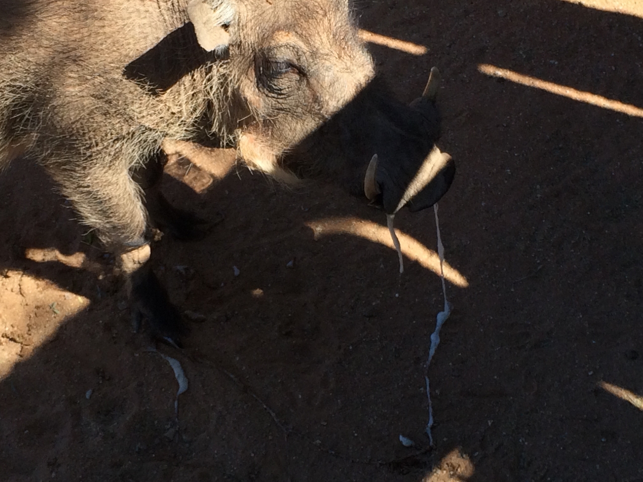 [2197] 2016_06_22_06_01_54_Africa_iPhone_5s_IMG_8079_05808.jpg