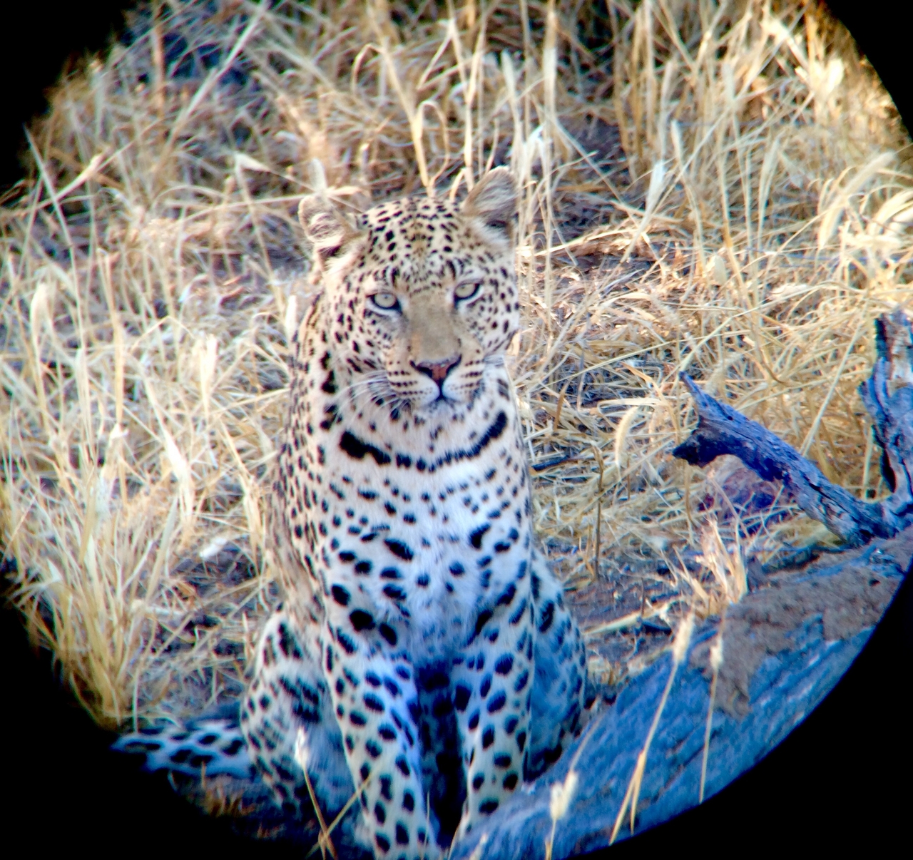 [3209] 2016_06_22_11_23_30_Africa_iPhone_5s_IMG_8107_05838.jpg