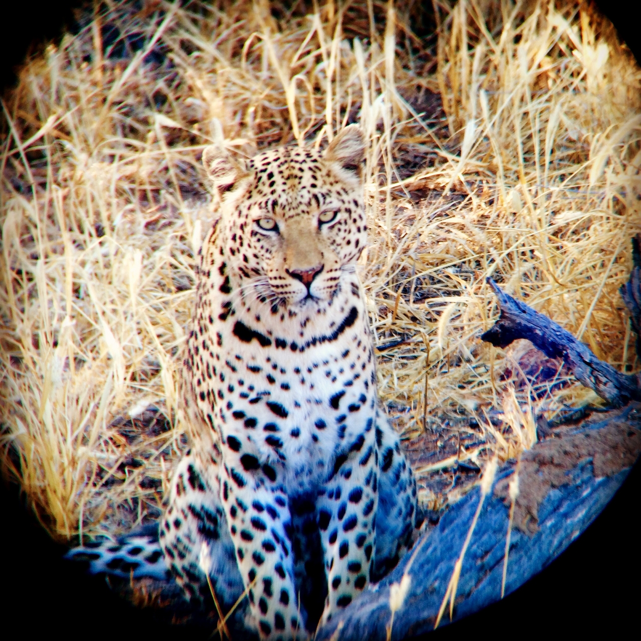 [3215] 2016_06_22_11_23_30_Africa_iPhone_5s_IMG__05845.jpg