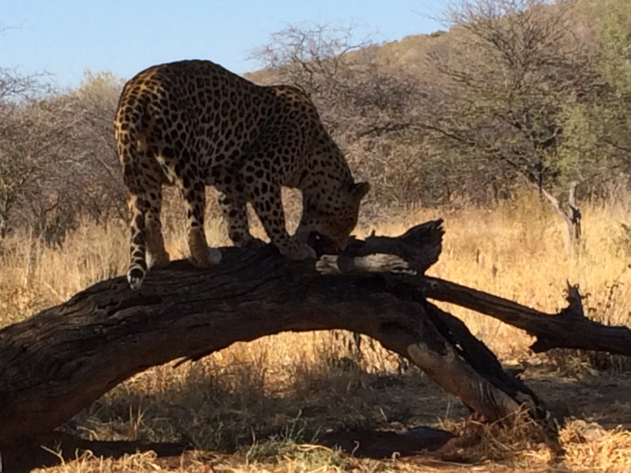 [5531] 2016_06_23_10_16_43_Africa_iPhone_5s_IMG_8175_00306.jpg