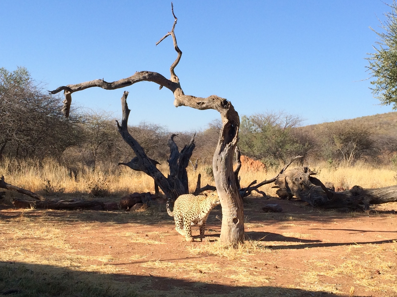 [5821] 2016_06_23_10_26_41_Africa_iPhone_5s_IMG__00319.jpg