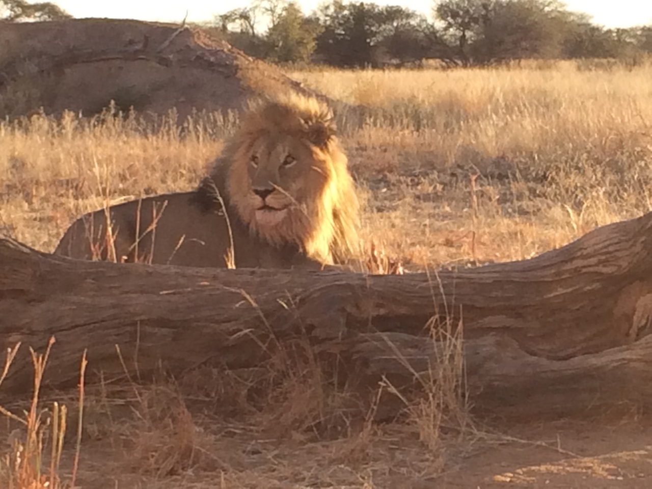 [7827] 2016_06_23_11_46_20_Africa_iPhone_5s_IMG__06009.jpg