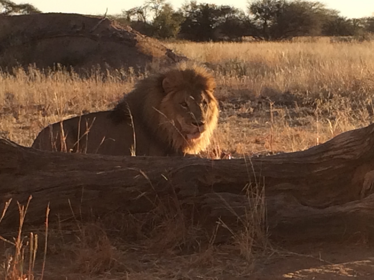 [7853] 2016_06_23_11_46_24_Africa_iPhone_5s_IMG__00401.jpg