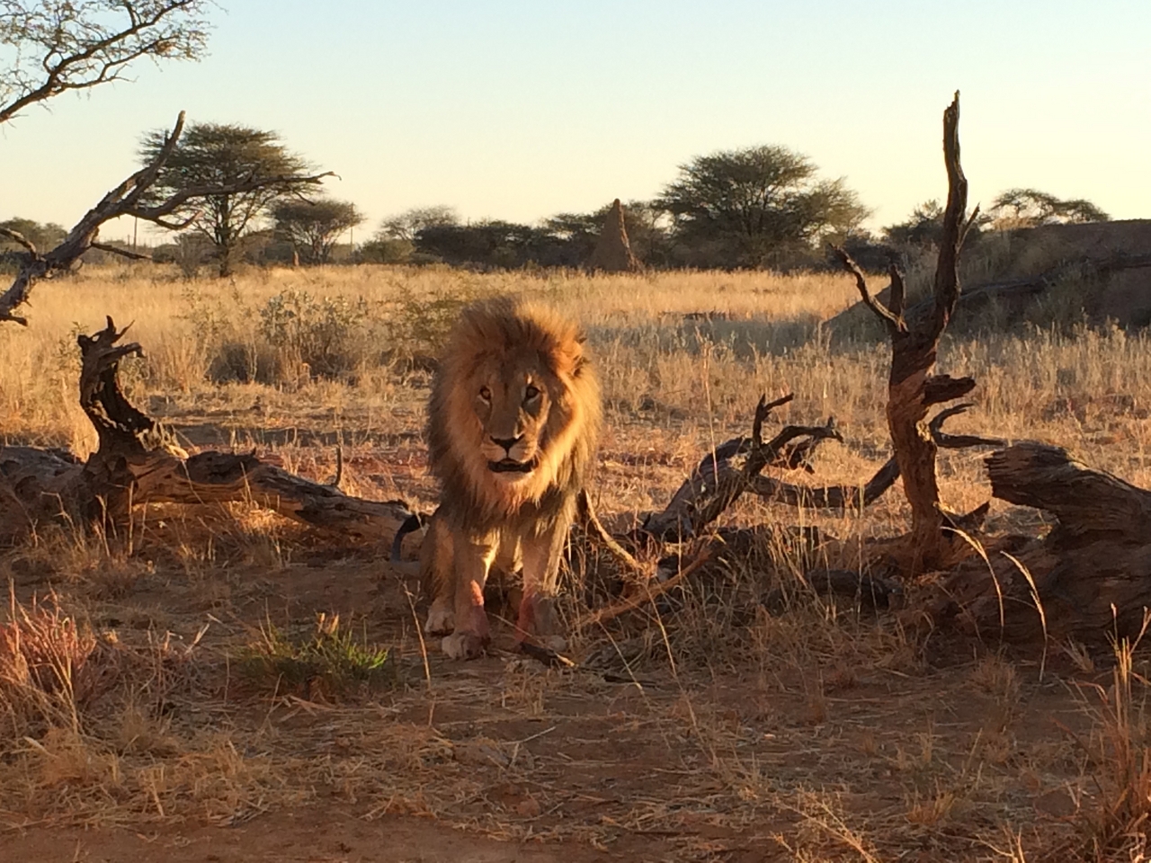 [8434] 2016_06_23_11_54_25_Africa_iPhone_5s_IMG_8239_00402.jpg