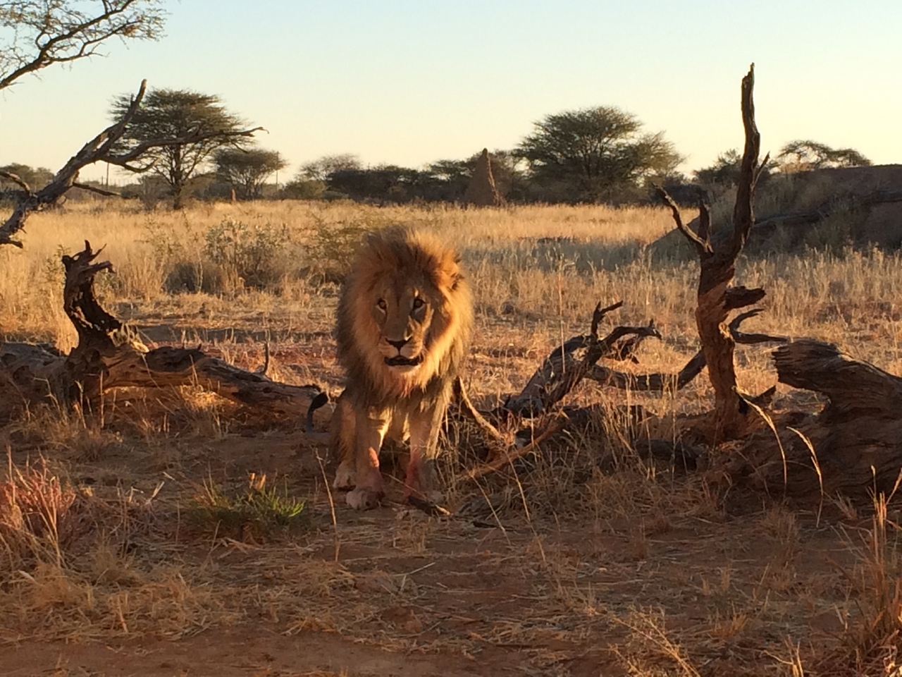 [8441] 2016_06_23_11_54_25_Africa_iPhone_5s_IMG__00405.jpg