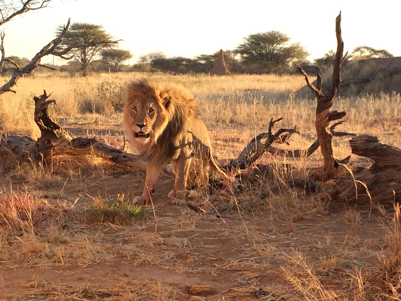 [8514] 2016_06_23_11_54_34_Africa_iPhone_5s_IMG__06021.jpg