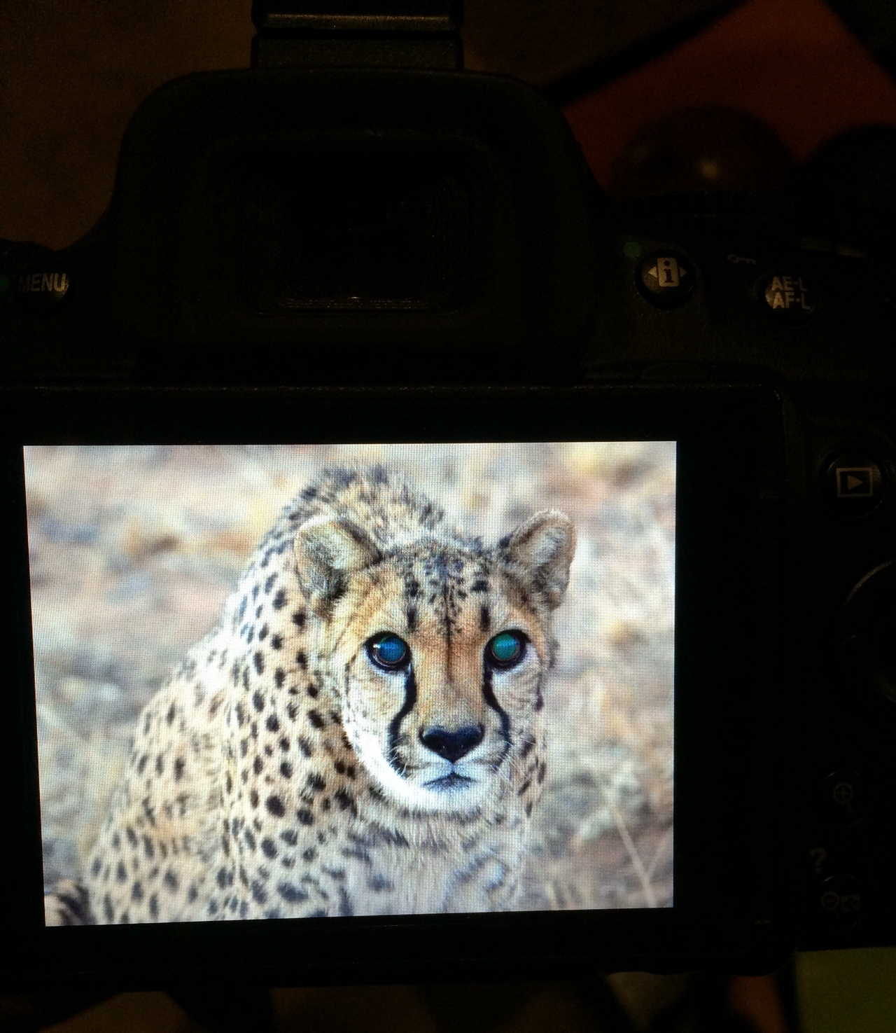 [8977] 2016_06_23_12_56_19_Africa_iPhone_5s_IMG_8266_06058.jpg