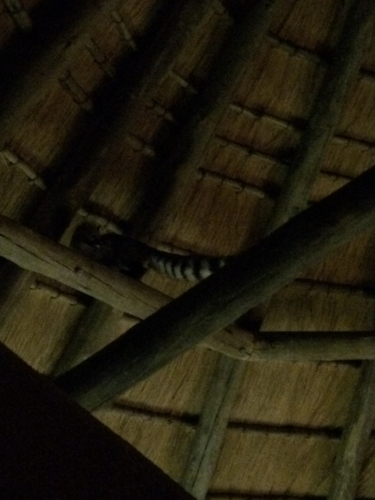 [9580] 2016_06_23_17_51_56_Africa_iPhone_5s_IMG__00451.jpg